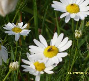 Naturschutzgebiet am Kollauer Wehr
