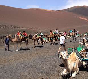 Kamele, Kamele, Kamele