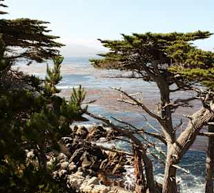 Entlang des 17 Miles Drive