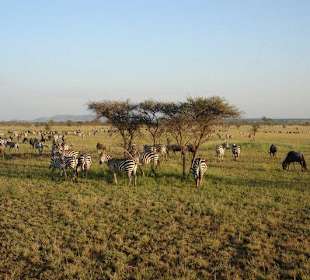 Нгоронгоро