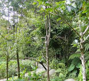 Poring Hot Springs - Schmetterlingsgarten