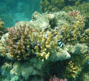 Preußenfisch-Kolonie