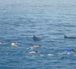 Schwimmen mit den Delfinen