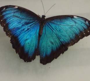 Schmetterlingshaus Mariposario del Drago