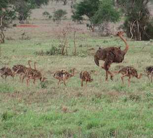 Strauße in Tsavo West