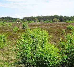 Impressionen aus den Cuxhavener Küstenheiden