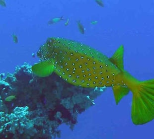Igelfisch