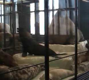 Naturhistorisches Museum