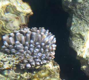 Schnorcheln Sharm el Sheikh