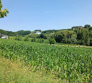 Landschaft bei Markt Hartmannsdorf