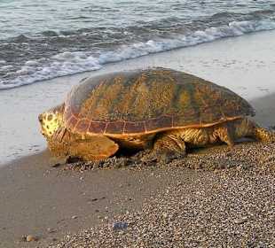 Zurück ins Meer