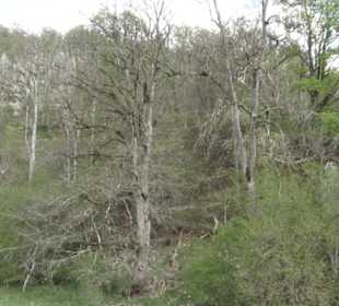 Pfaffenstein