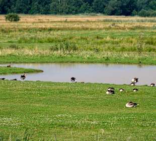 Rastplatz für Gänse