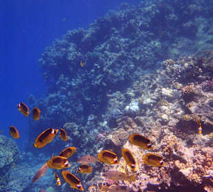 Korálový útes u mola