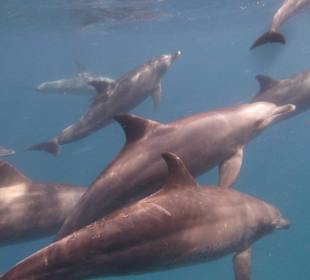 Mogli Delfine und Schnorcheln 