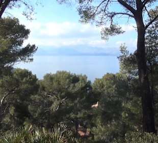 Penya Roja