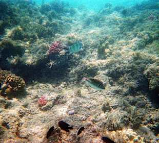 Schnorcheln am Hausriff