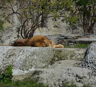 Zoo