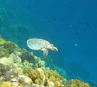 Schildkröte am Außenriff