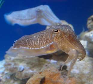 Monterey Bay Aquarium