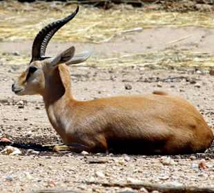 Antilope