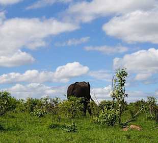 Krüger Park auf eigene Faust erleben