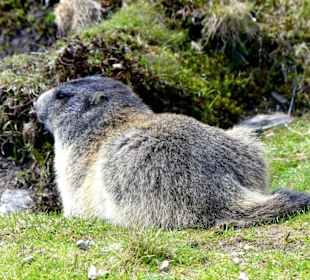 In der Natur sind sie mir schon lieber