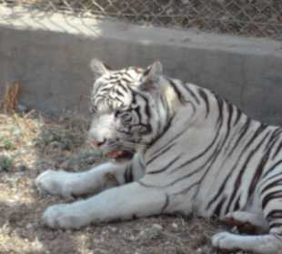 Ihm war es auch zu warm