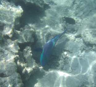 Unterwasseraufnahme bunte Fische überall