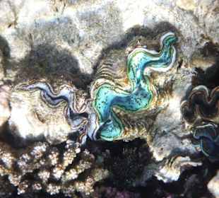 Scnorcheln am Hausriff