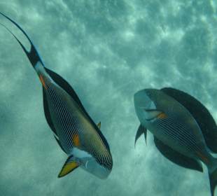 Fische vom Hotelriff