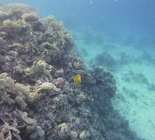 Schnorcheln Makadi Bay