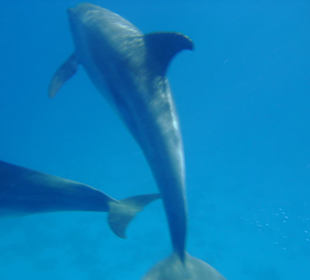 Delfinschwimmen Delfine & Meer