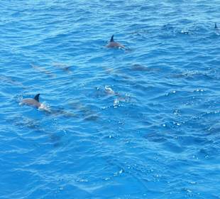 Schnorcheln mit Delfinen 