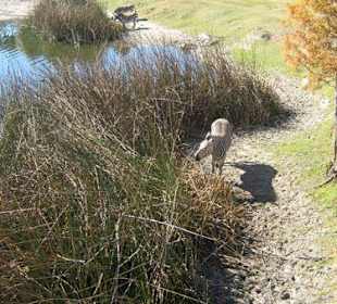 Ausblick auf das Freigehege