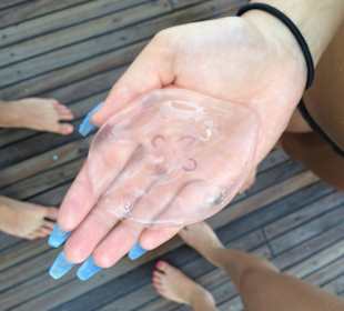 Tauchausflug (Jellyfish)