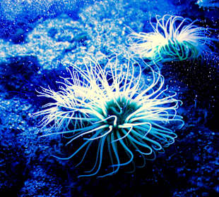  Ozeanographisches Museum Monaco