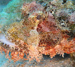 Skorpionsfisch, Hausbucht