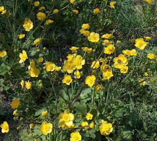 Baltata Natural Reserve