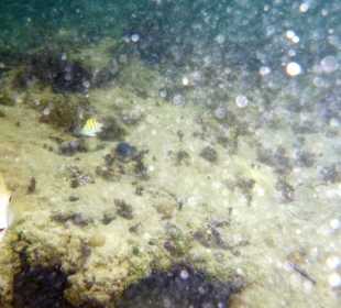 Schnorcheln am Strand