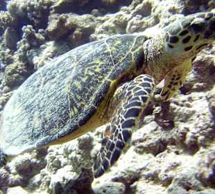 Schnorcheln Soma Bay