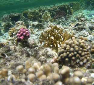 Korálová zahrádka