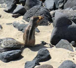 Noch ein Streifenhörnchen