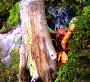 Restholz für die Käfer