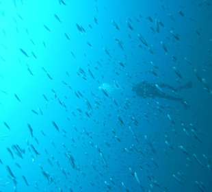 Tauchlehrer im Fischschwarm