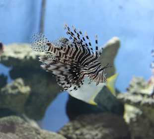 Viele bunte Fische...