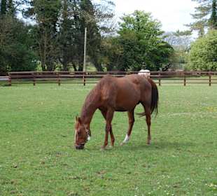 National Stud