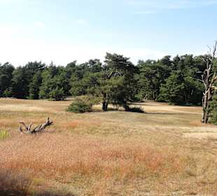 Die Verdener Dünen im Stadtwald