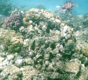 Hausriffe am Albatros Palace