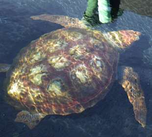 Caretta Schildkröte 